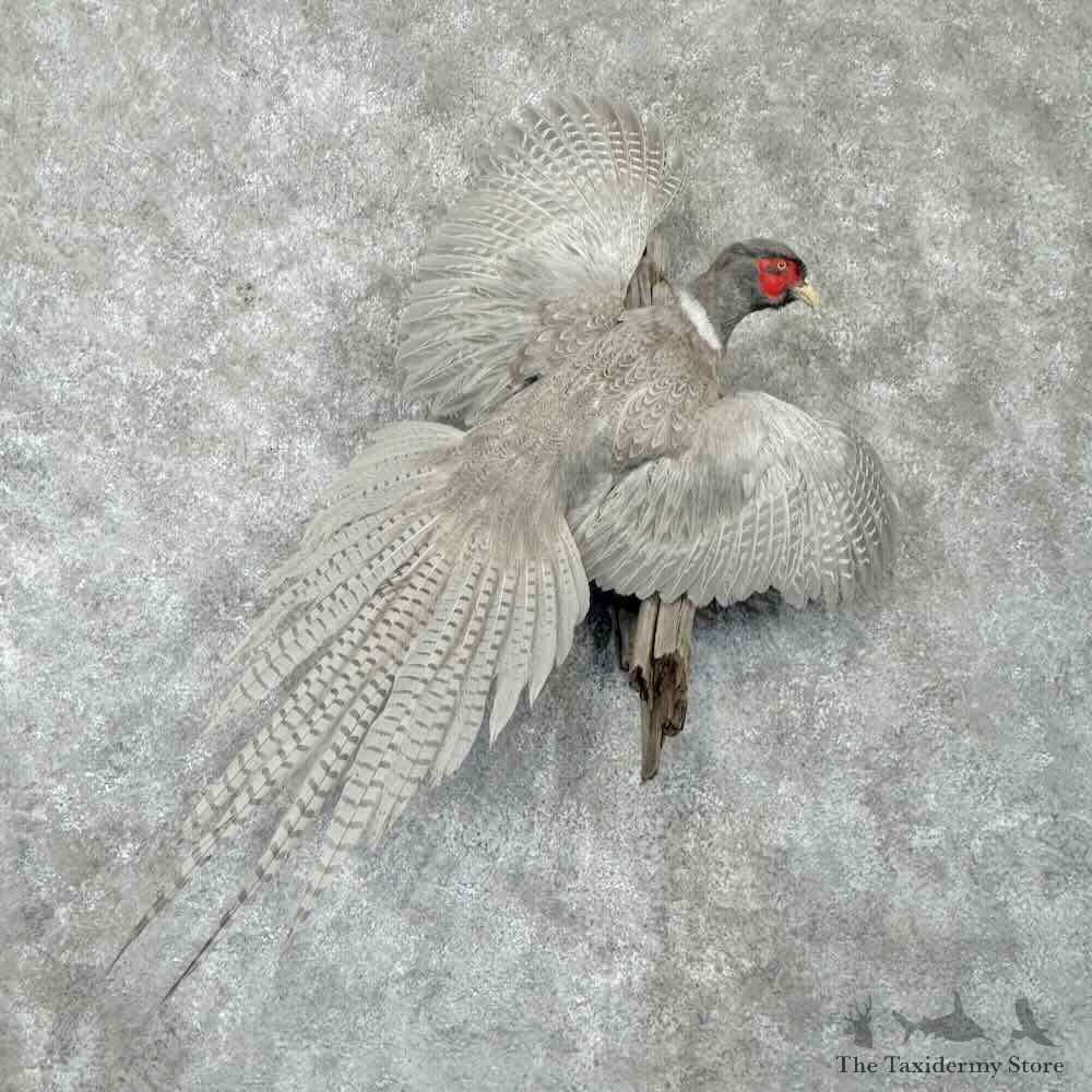 Abyssinian Pheasant Bird Mount For Sale #31695 @ The Taxidermy Store