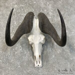Black Wildebeest Skull European Mount For Sale #25214 @ The Taxidermy Store