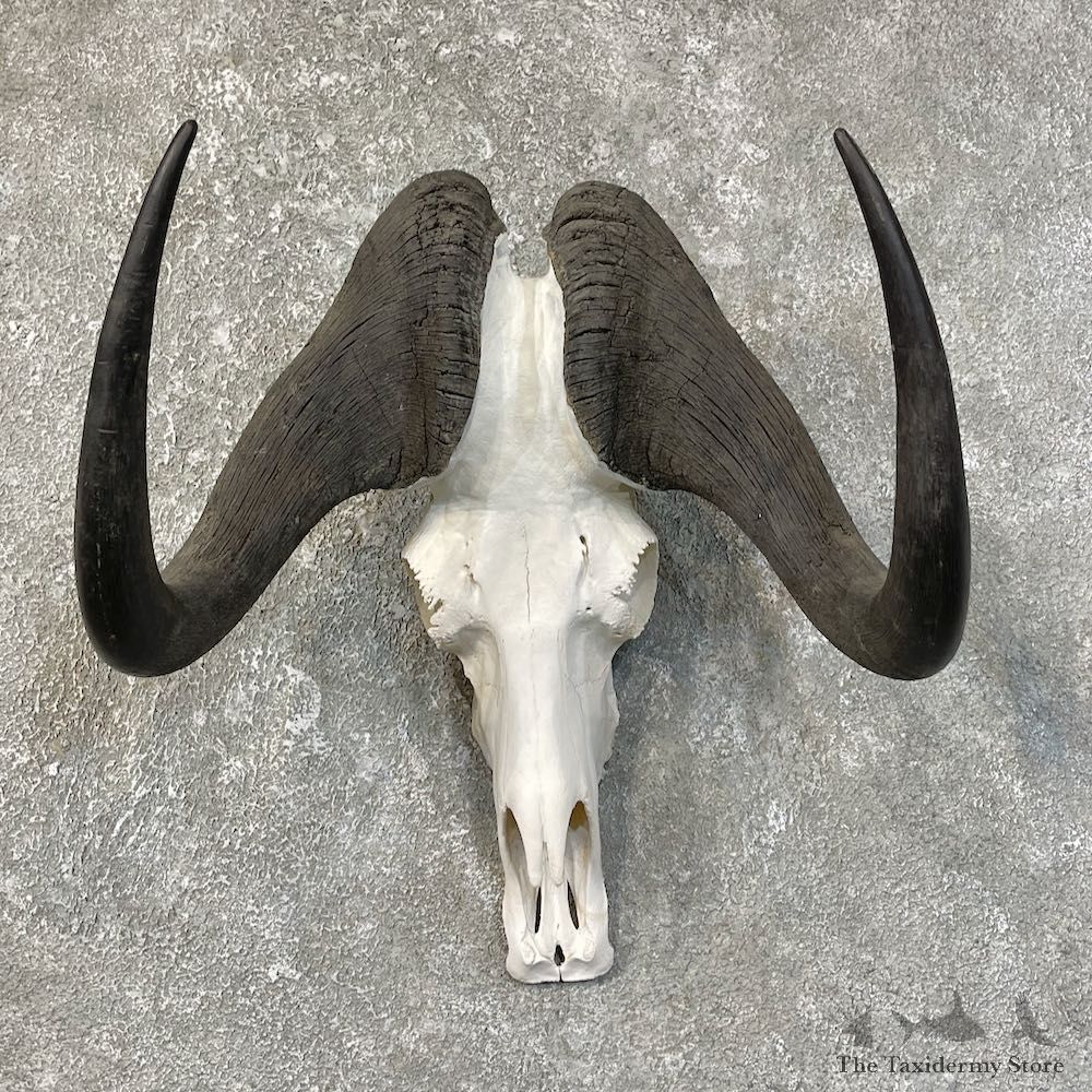 Black Wildebeest Skull European Mount For Sale #25214 @ The Taxidermy Store