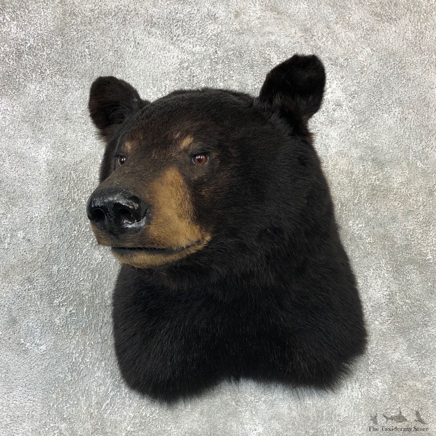 Black Bear Shoulder Taxidermy Mount For Sale #19287 @ The Taxidermy Store
