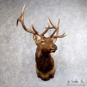 Roosevelt Elk Shoulder Mount For Sale #18608 @ The Taxidermy Store