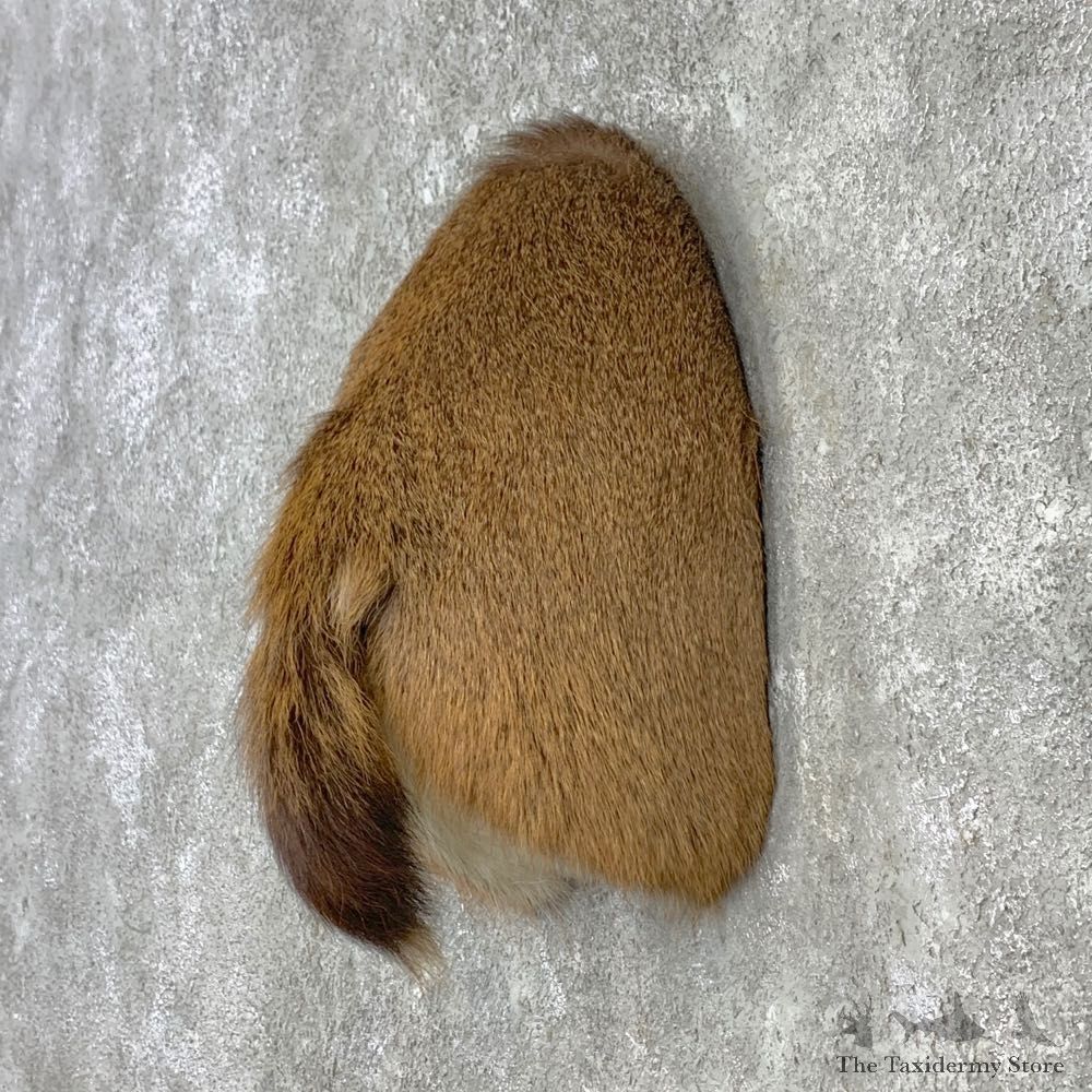 Blacktail Deer Rump Mount For Sale #23286 @ The Taxidermy Store