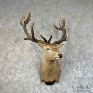 South Pacific Red Deer Stag Shoulder Mount For Sale #31232 @ The Taxidermy Store