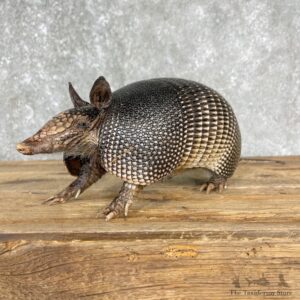 Armadillo Life-Size Mount For Sale #25507 - The Taxidermy Store