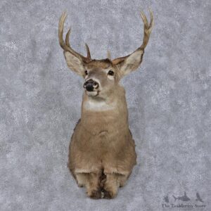 Whitetail Deer Shoulder Taxidermy Head Mount #12498 For Sale @ The Taxidermy Store