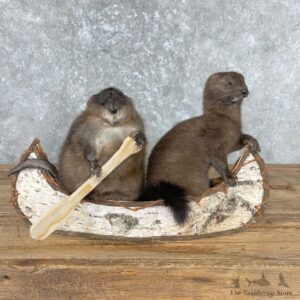 Canoeing Pals Novelty Mount For Sale #26974 @ The Taxidermy Store