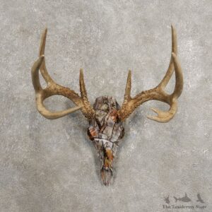 Whitetail Deer Skull European Mount For Sale #20451 @ The Taxidermy Store