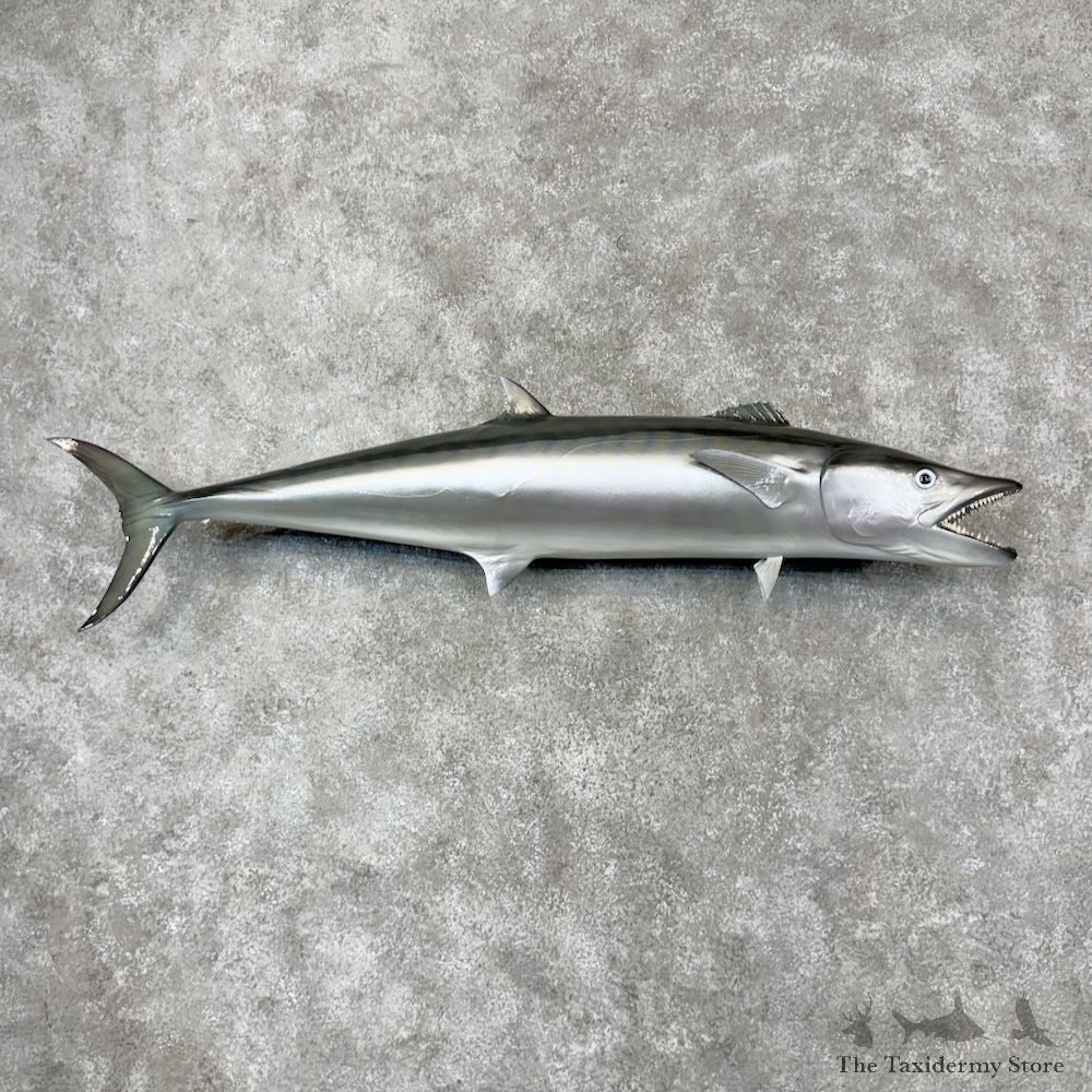 King Mackerel Fish Mount For Sale #29810 @ The Taxidermy Store