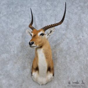 Kafue Flats Lechwe Shoulder Mount For Sale #15205 @ The Taxidermy Store