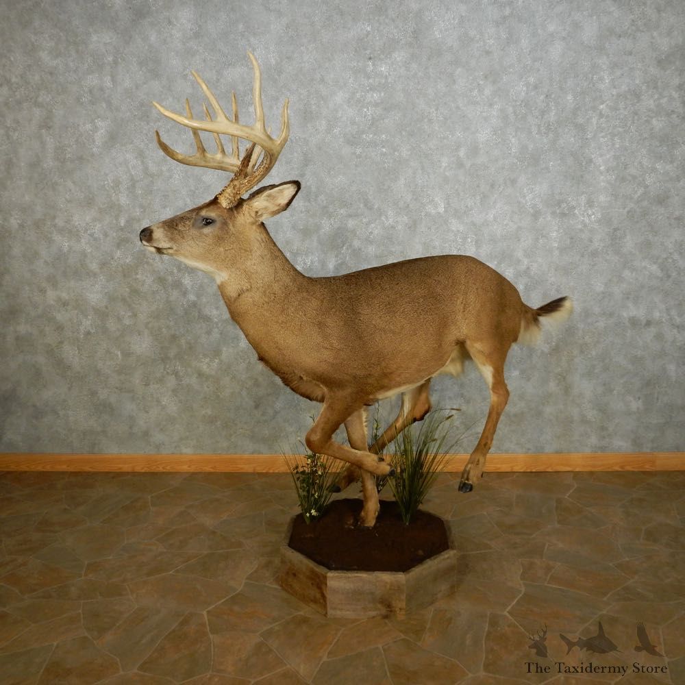 Whitetail Deer Life Size Mount For Sale #14062 @ The Taxidermy Store