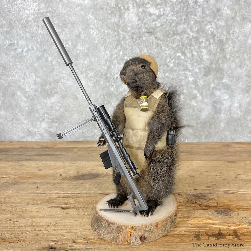 Sniper Squirrel Novelty Mount For Sale #27025 - The Taxidermy Store