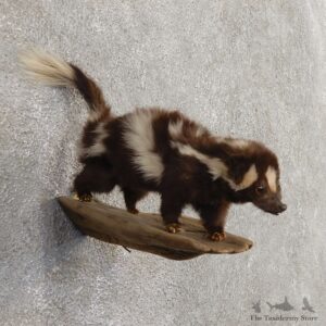 Spotted Skunk Life-Size Taxidermy Mount #21028 For Sale @ The Taxidermy Store