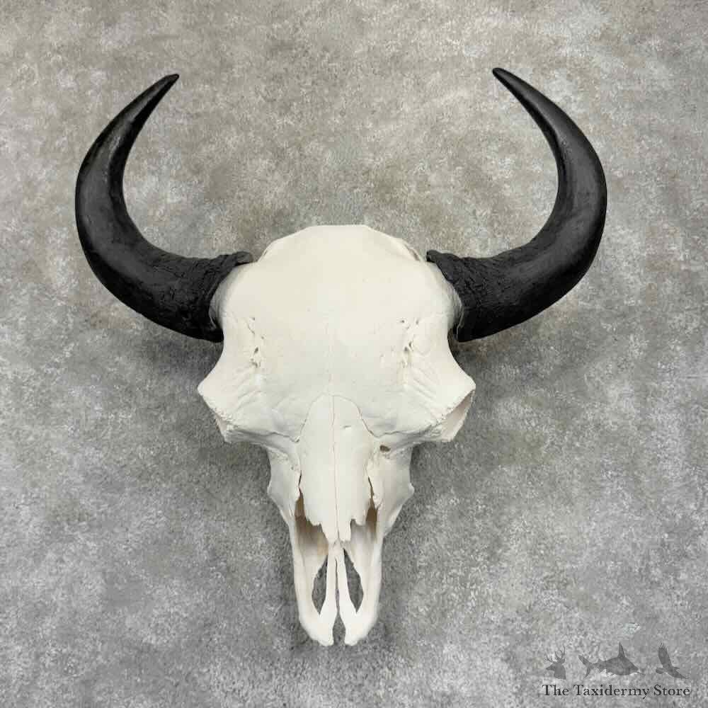 American Buffalo Bison Skull Mount For Sale #31917 @ The Taxidermy Store