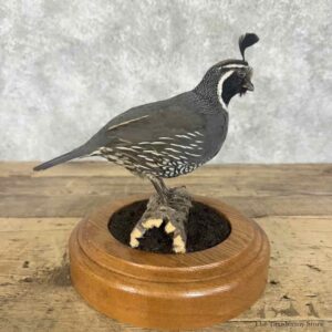California Quail Bird Mount For Sale #30703 @ The Taxidermy Store