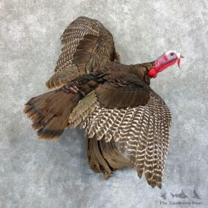 Eastern Turkey Bird Mount For Sale #23587 @ The Taxidermy Store