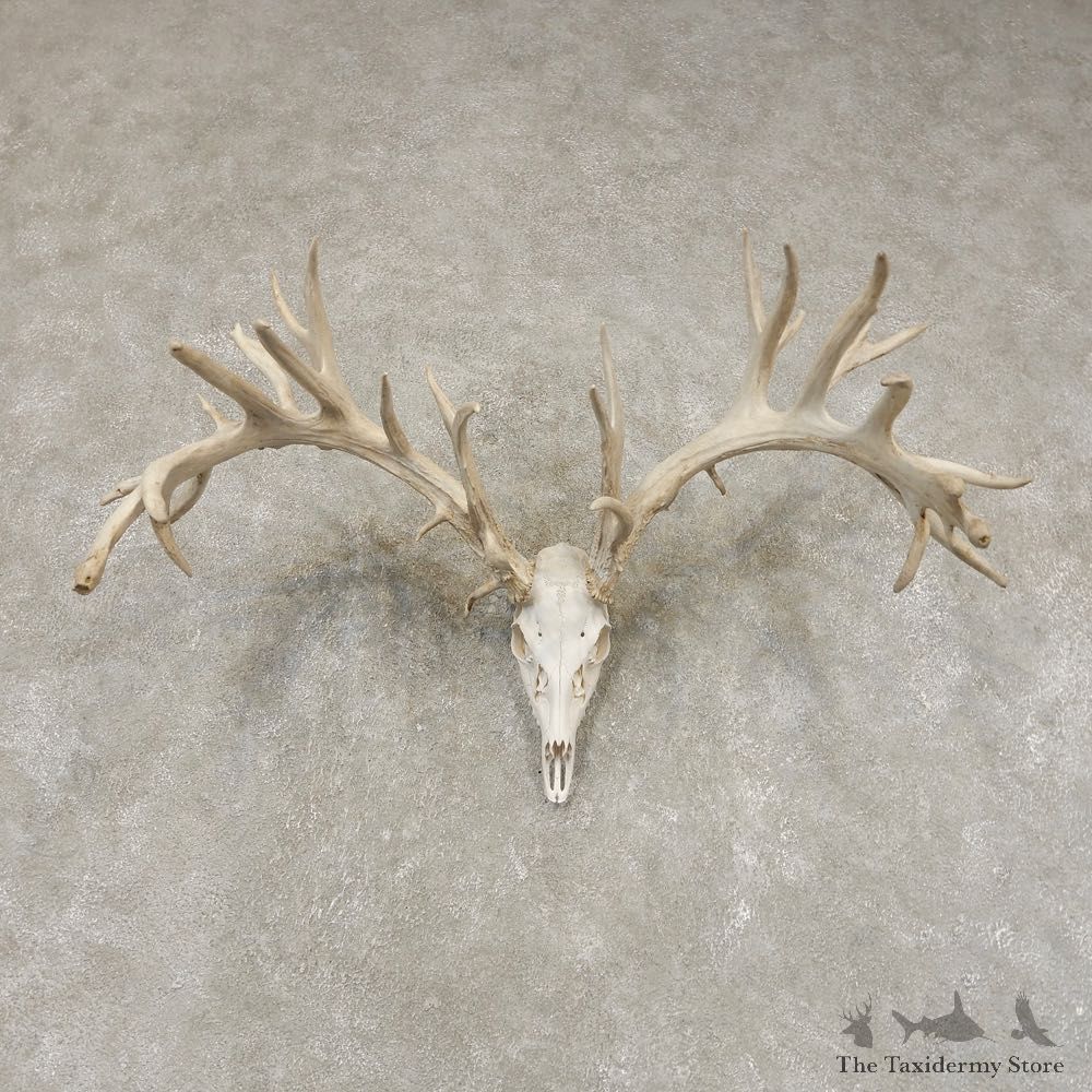 Whitetail Deer Skull European Mount For Sale #21446 @ The Taxidermy Store