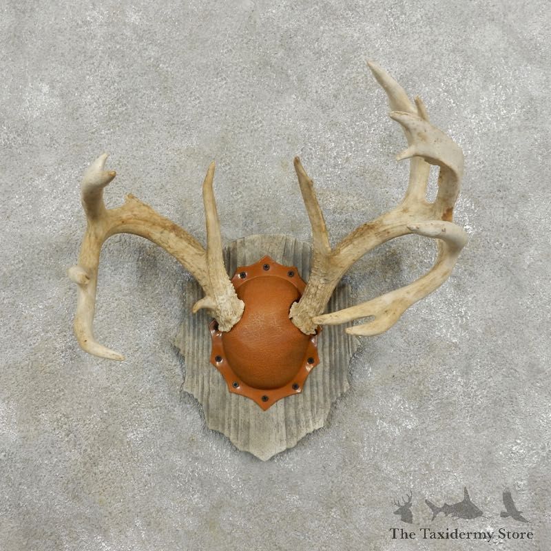 Whitetail Deer Antler Plaque Mount For Sale #17398 @ The Taxidermy Store
