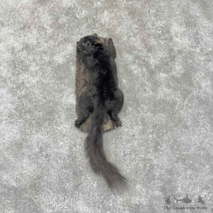 Black Squirrel Life-Size Mount For Sale #31688 @ The Taxidermy Store