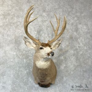 Mule Deer Shoulder Mount For Sale #24734 @ The Taxidermy Store