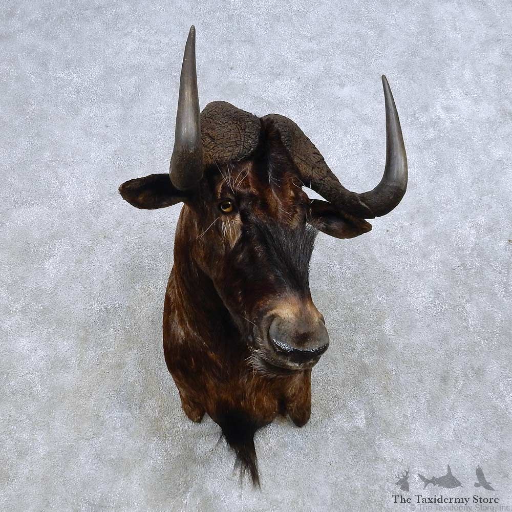 Black Wildebeest Shoulder Mount For Sale #14586 @ The Taxidermy Store