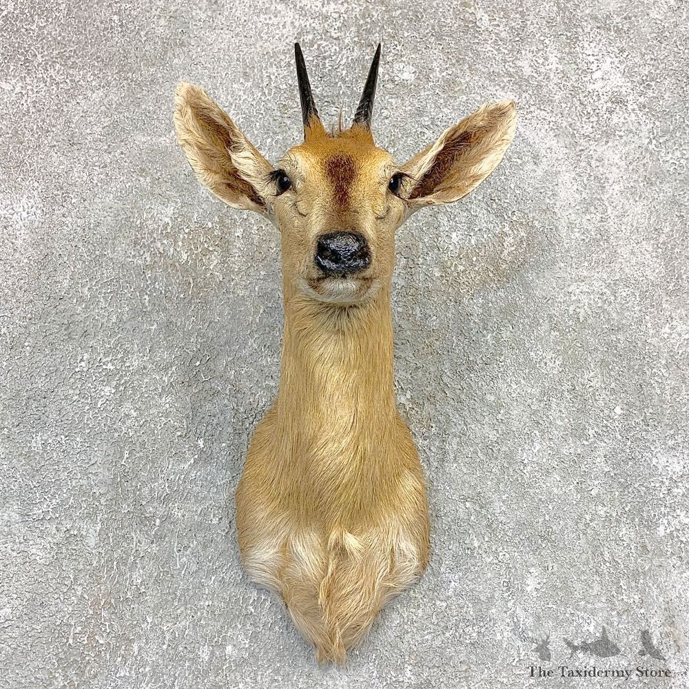 Southern Bush Duiker Shoulder Mount For Sale #22100 @ The Taxidermy Store