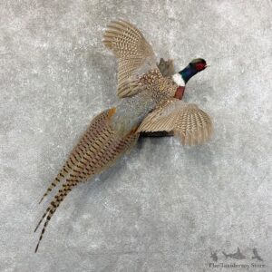 Ringneck Pheasant Bird Mount For Sale #24654 @ The Taxidermy Store