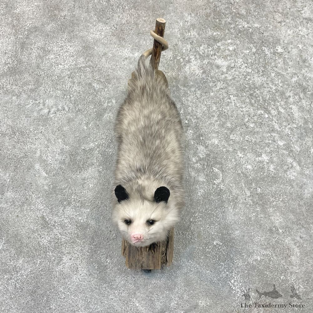 Wall Hanging Opossum Mount For Sale #27627 @ The Taxidermy Store