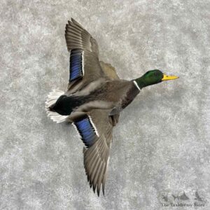 Mallard Duck Drake Bird Mount For Sale #32016 @ The Taxidermy Store