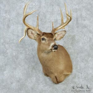 Whitetail Buck Taxidermy Head Mount #12861 For Sale @ The Taxidermy Store