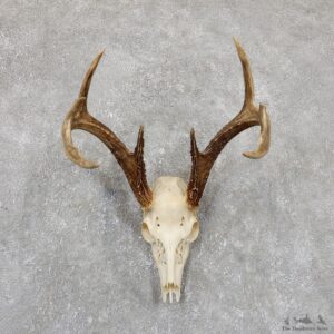 Whitetail Deer Skull European Mount For Sale #19418 @ The Taxidermy Store
