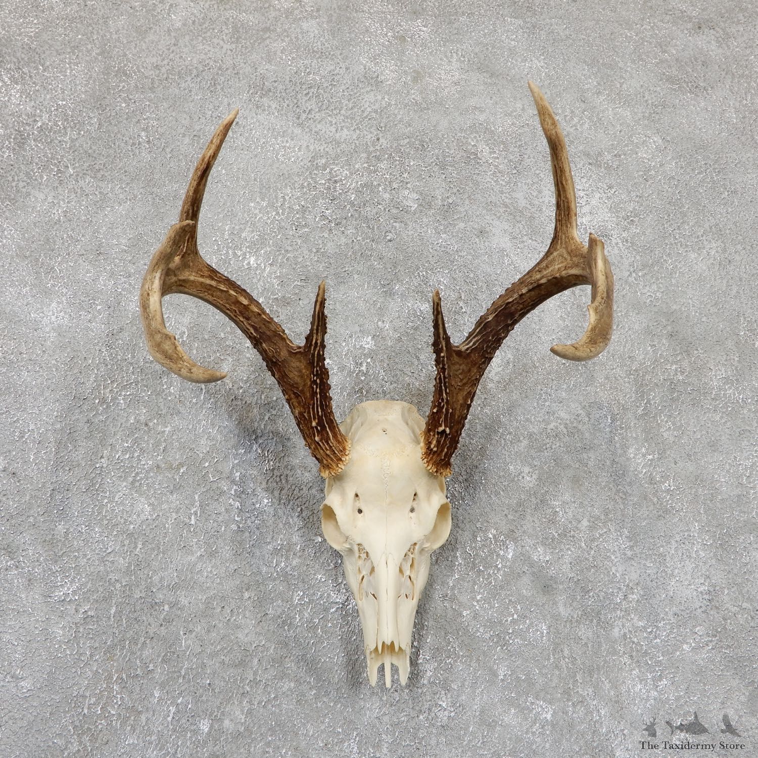 Whitetail Deer Skull European Mount For Sale #19418 @ The Taxidermy Store