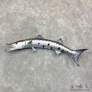 Reproduction Barracuda Fish Mount #23160 For Sale @ The Taxidermy Store