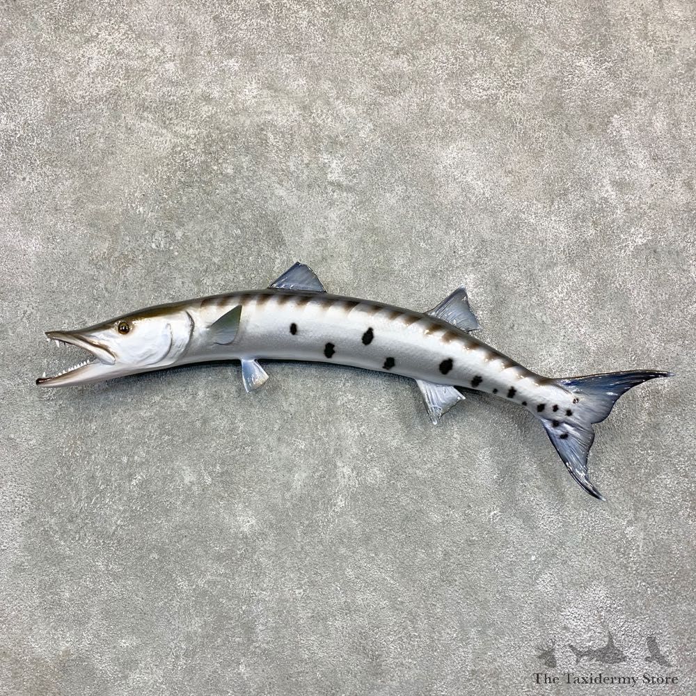 Reproduction Barracuda Fish Mount #23160 For Sale @ The Taxidermy Store