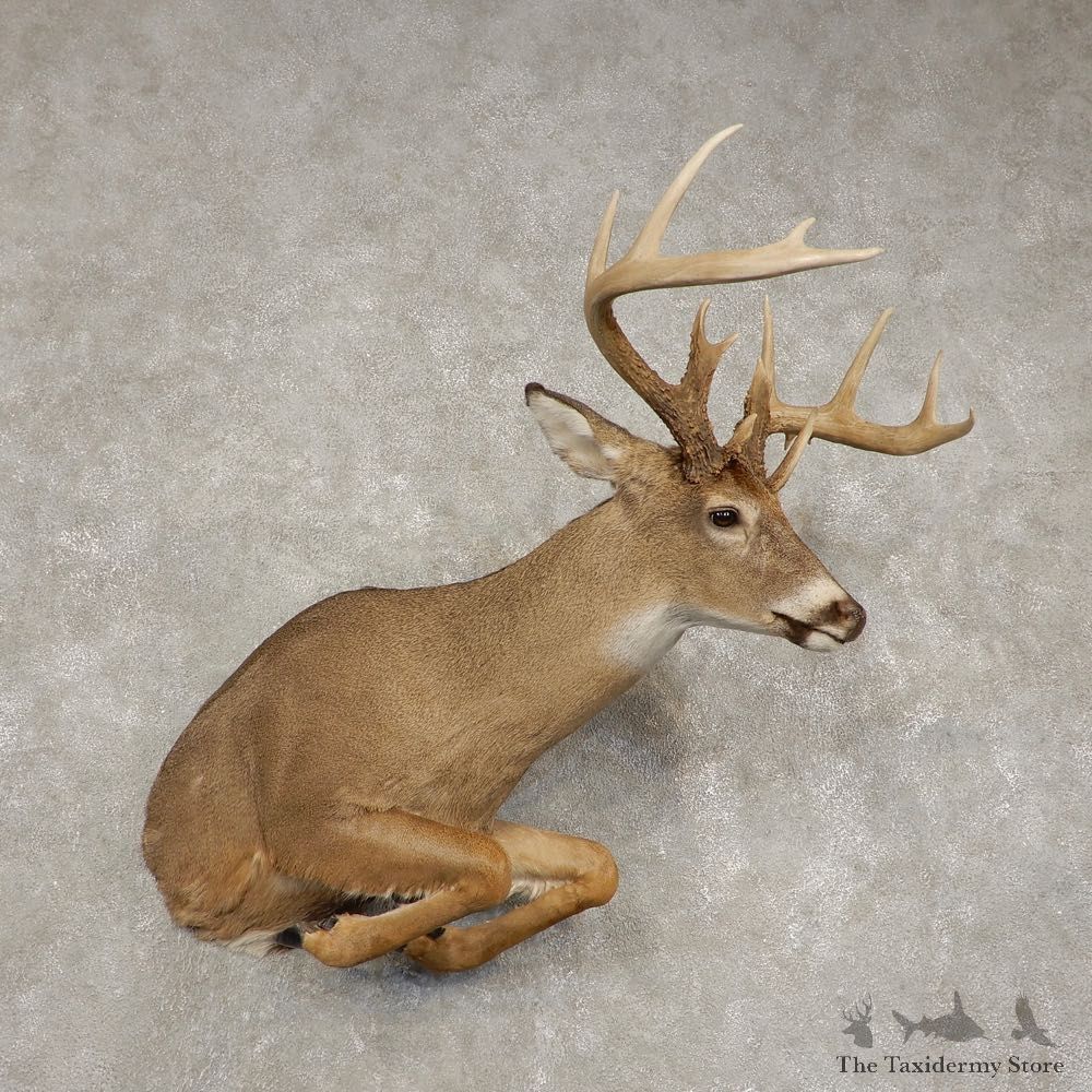 Whitetail Deer 1/2 Life-Size Mount For Sale #21592 @ The Taxidermy Store