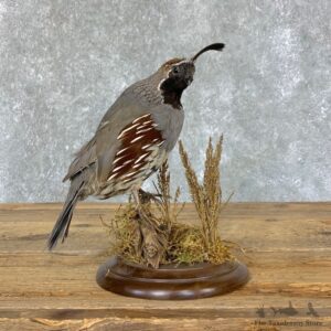 Gambel’s Quail Bird Mount For Sale #22331 @ The Taxidermy Store