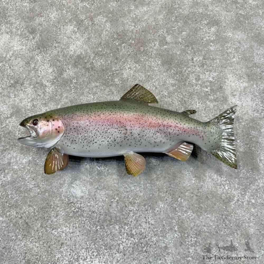 Rainbow Trout Fish Mount For Sale #30881 @ The Taxidermy Store