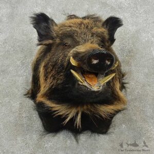 Russian Boar Shoulder Mount For Sale #16709 @ The Taxidermy Store