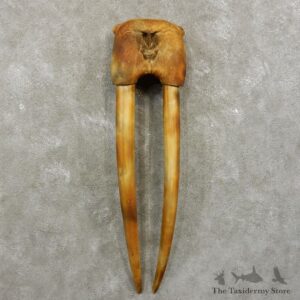 Walrus Replica Skull & Tusks Mount For Sale #17411 @ The Taxidermy Store