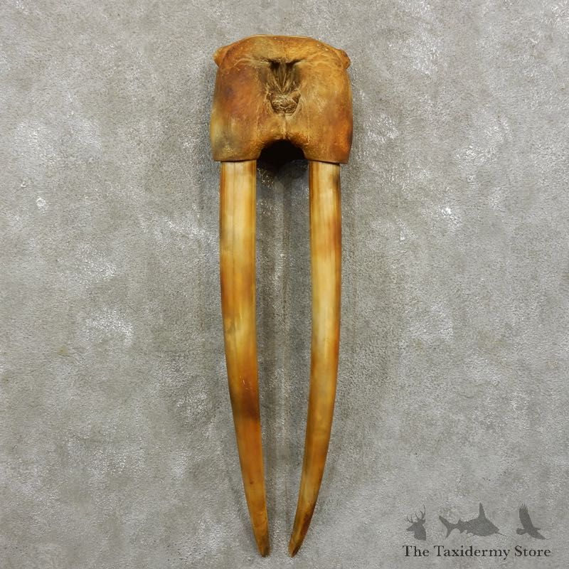 Walrus Replica Skull & Tusks Mount For Sale #17411 @ The Taxidermy Store
