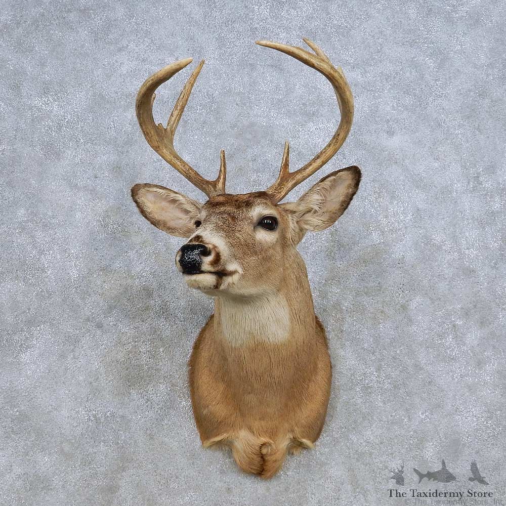 Whitetail Deer Shoulder Mount For Sale #14319 @ The Taxidermy Store