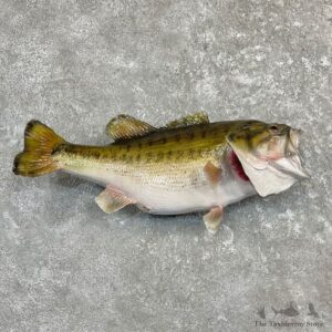 Largemouth Bass Fish Mount For Sale #27245 @ The Taxidermy Store