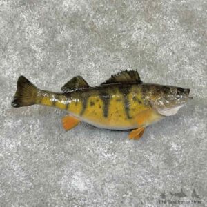 Yellow Perch Fish Mount For Sale #30979 @ The Taxidermy Store
