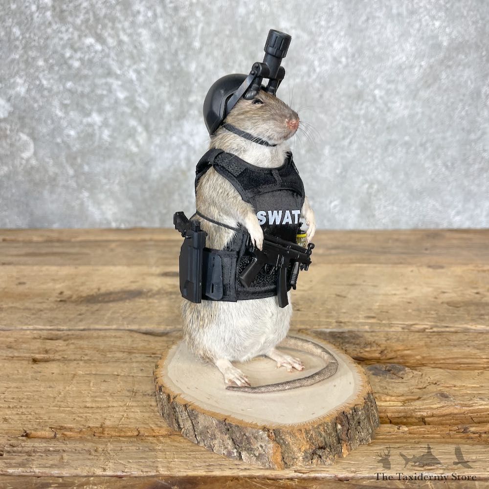 Swat Rat Novelty Mount For Sale #26542 @ The Taxidermy Store