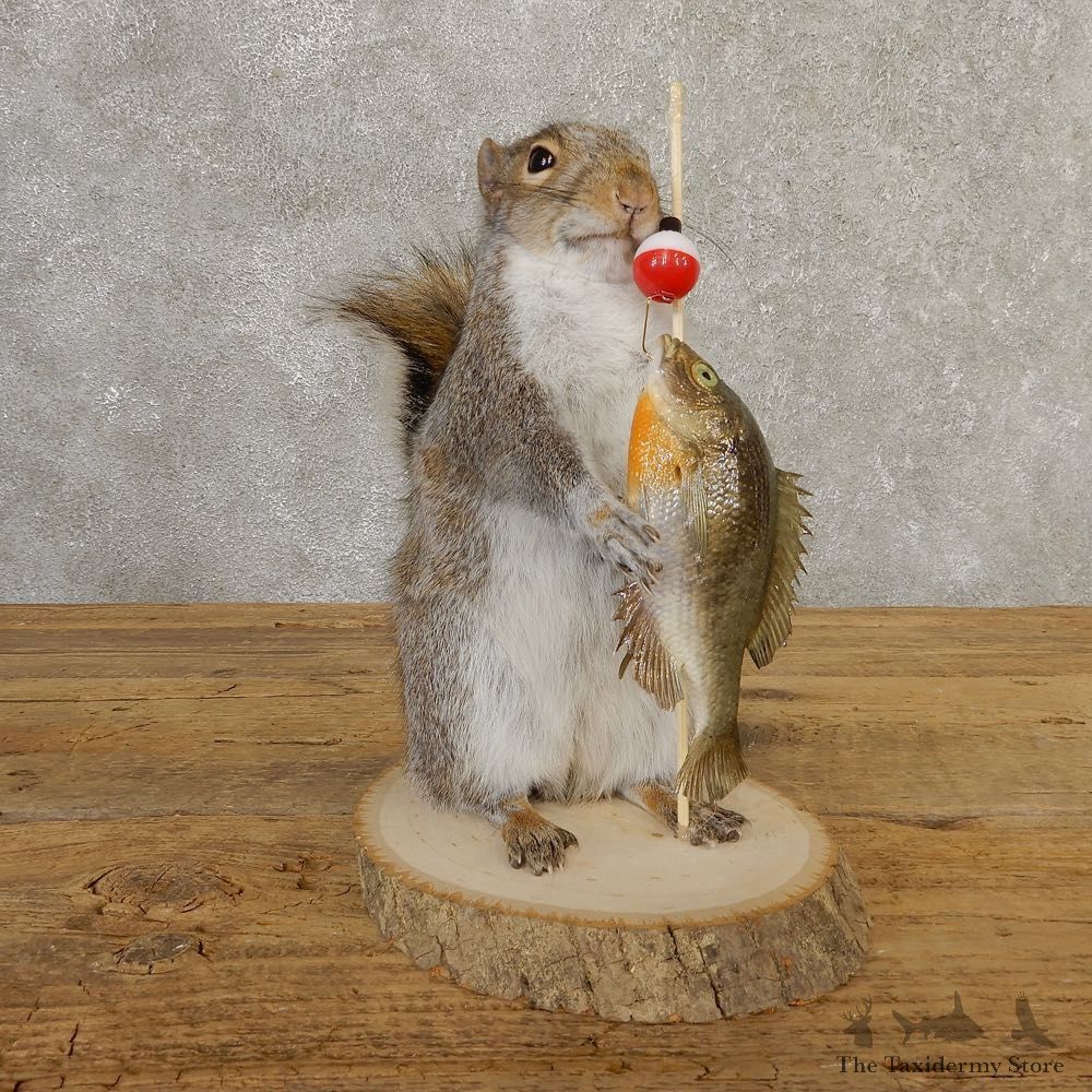 Fishing Squirrel Novelty Mount For Sale #20745 @ The Taxidermy Store