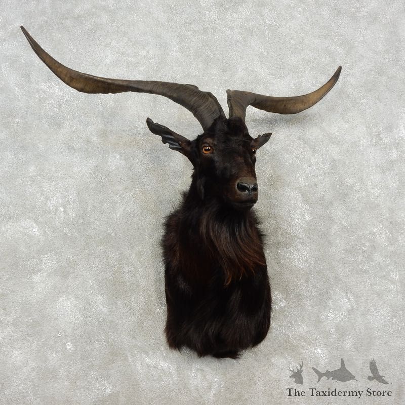 Catalina Goat Shoulder Mount For Sale #17352 @ The Taxidermy Store