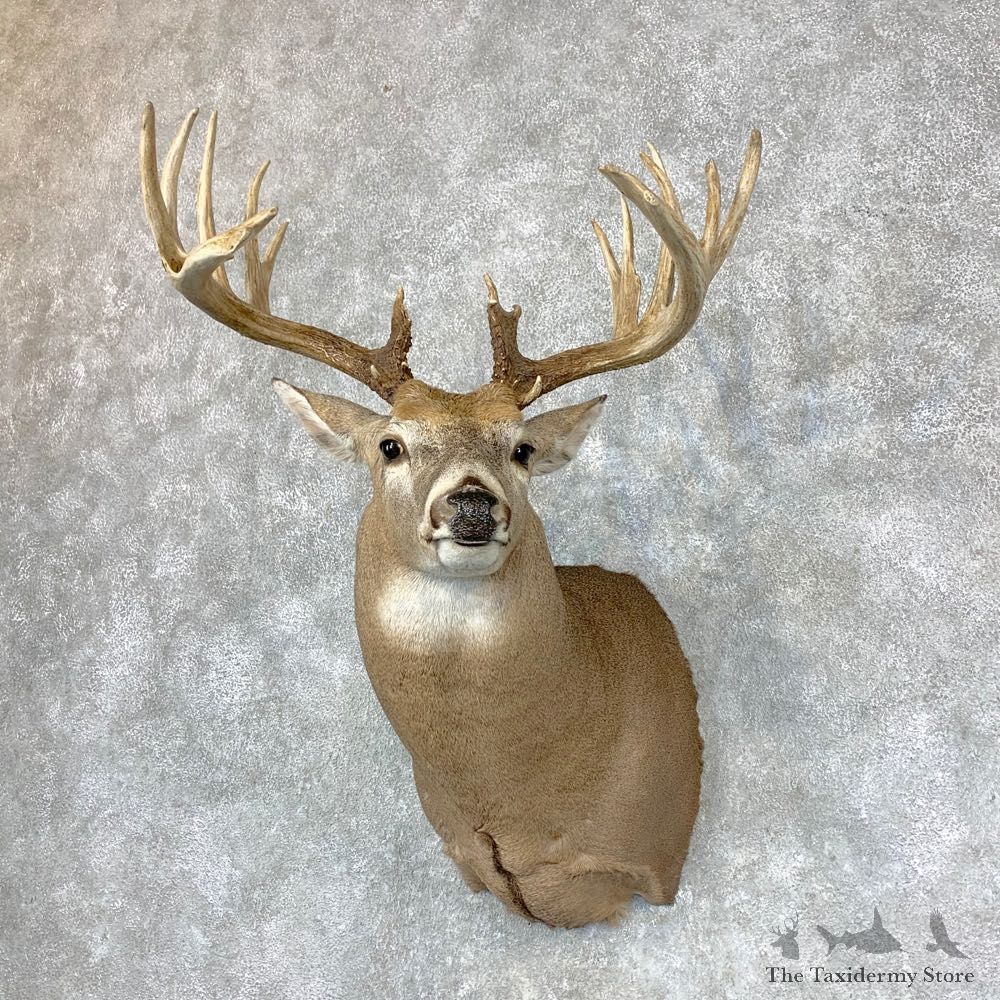 Whitetail Deer Shoulder Mount #23381 For Sale - The Taxidermy Store