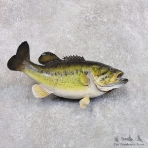 Largemouth Bass Fish Mount For Sale #22287 @ The Taxidermy Store