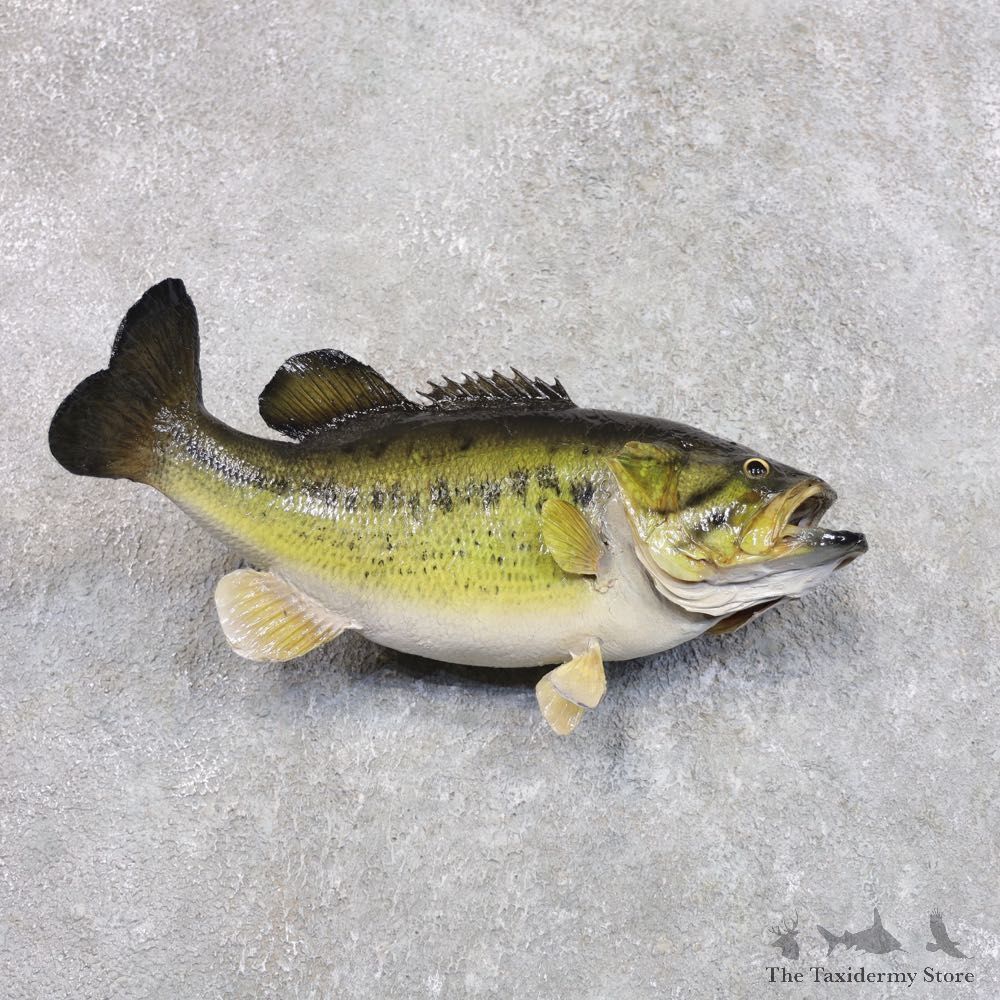 Largemouth Bass Fish Mount For Sale #22287 @ The Taxidermy Store