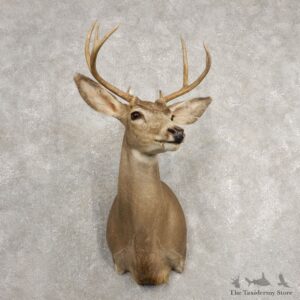 Mule Deer Shoulder Mount For Sale #20482 @ The Taxidermy Store
