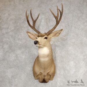 Desert Mule Deer Shoulder Mount For Sale #21071 @ The Taxidermy Store